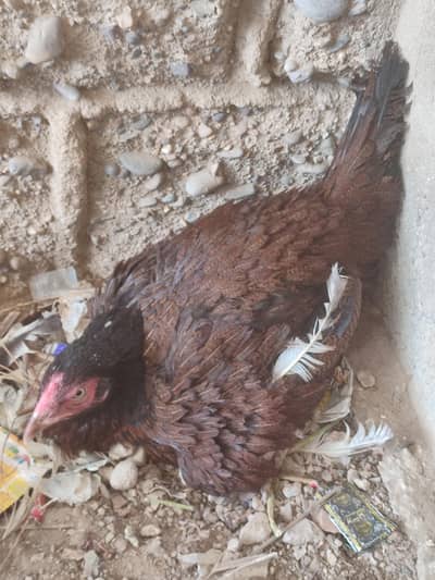 Aseel broody hen