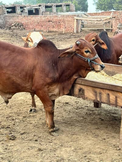 donda Hai takriban 4 se 5 man gosht hai