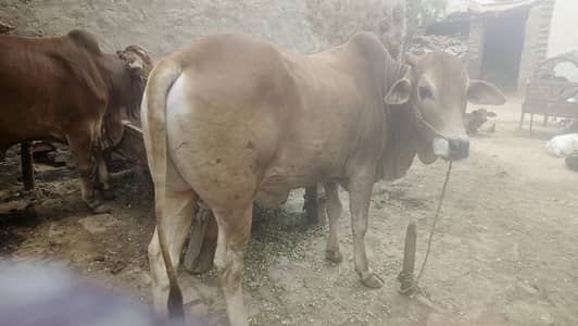 03321700383 for sale qurbai 2026