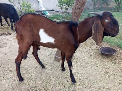 Big height Beetal Bakra