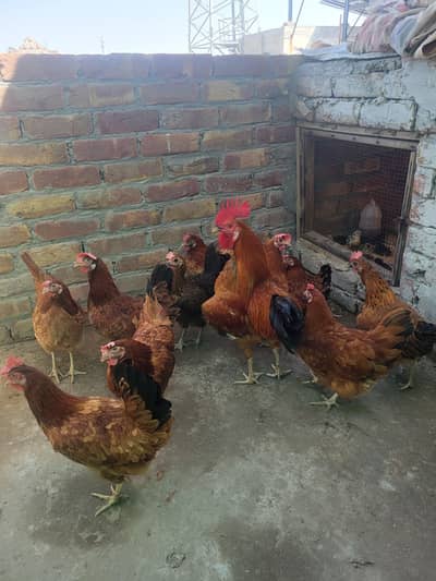 desi hen