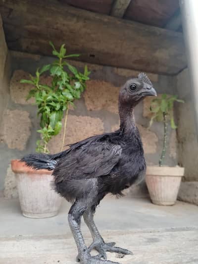 Ayam Cemani male Black Toung (5 Months Old) -