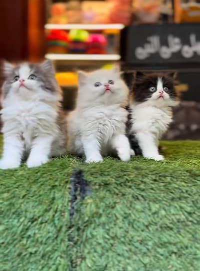 Persian Cat Billi Persian Kitten 3 kot Cat baby  0з48/O29/O146 ωtsp