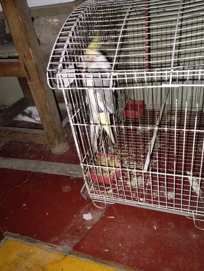 She name is jemela