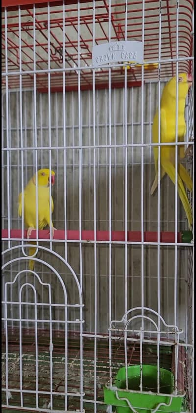 Yellow ring neck breader pair with proof