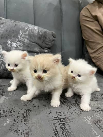 Trained Persian Kittens For Sale(Calico,Odd Eyes,Fluffy)