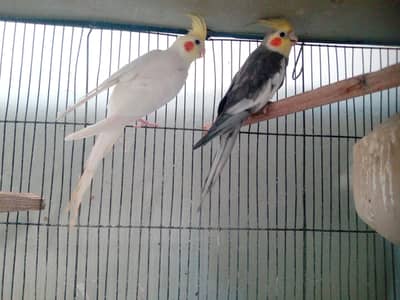 Cocktail Pair(cream female and gray male )