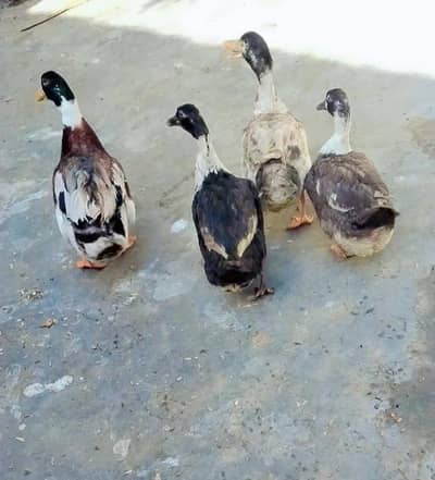 Ducks for sale 2 pairs