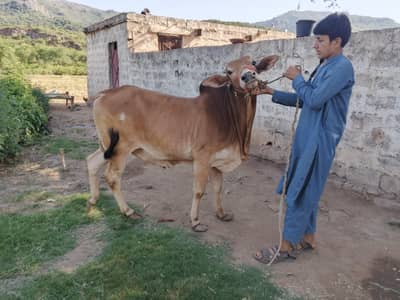 Sahiwal Bachry | Desi wachy | Bull | Qurbani 2026 | Bull For sale