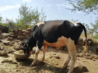 Sahiwal Bachry | Desi wachy | Bull | Qurbani 2026 | Bull For sale