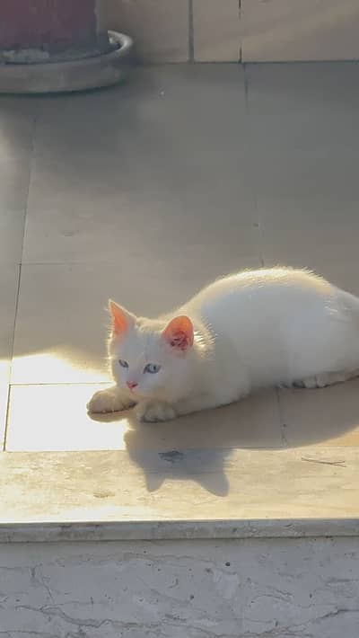 White male cat for sale