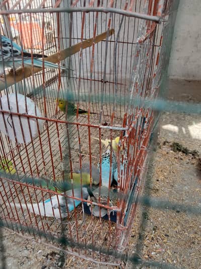 budgies for sale adult.