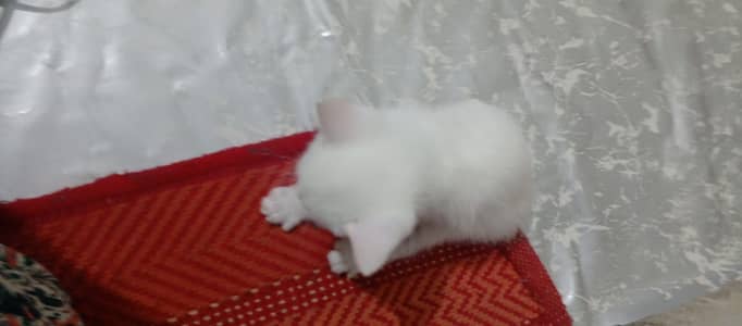 3 cute Persian kitten for sale