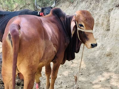 Brown cow