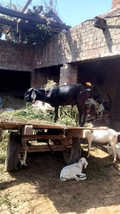 bakra for sale