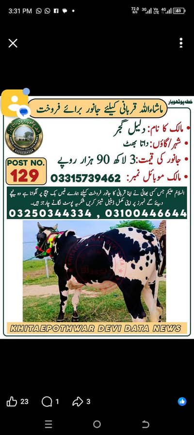 Fateh jangi bull/pure Bachra/donda/Qurbani 2026 /white & black bulls