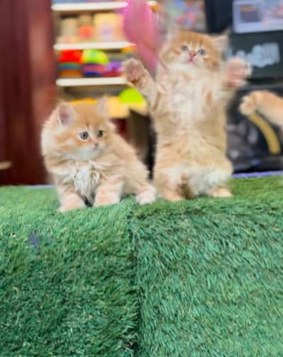 Persian Cat Billi Persian Kitten 3 kot Cat baby  0з48/O29/O146 ωtsp