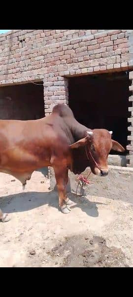 Bull 2 dant sahiwal nasal age 3 saal Qurbani K liya 6 mond weight