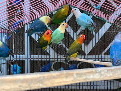 breeder opalines what's app : 0302_6247572