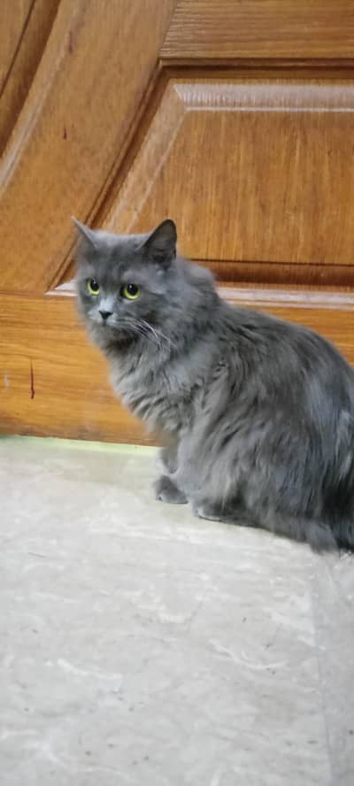 dark grey female