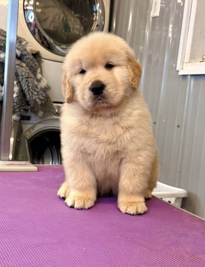 Golden Retriever Microchipped Pedigree Puppy