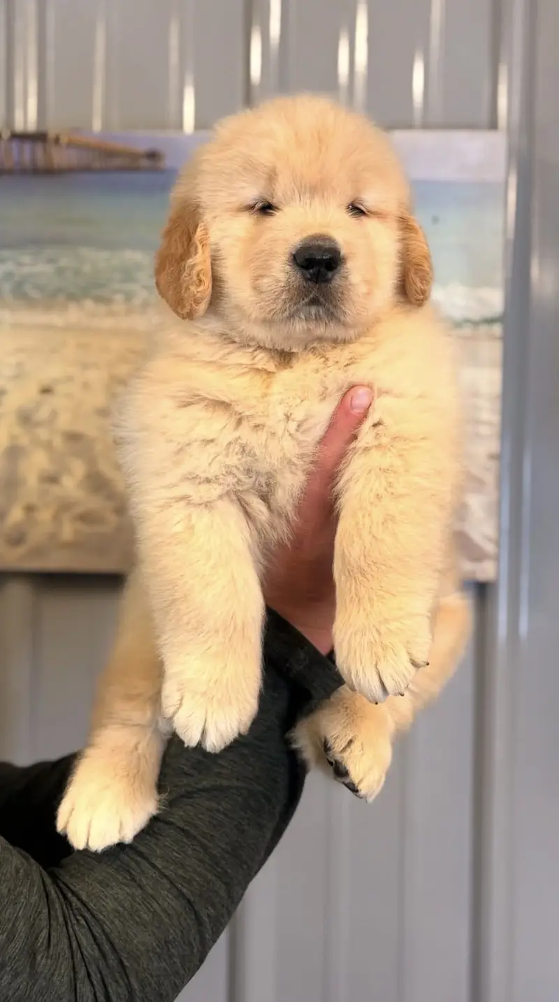 Golden Retriever Microchipped Pedigree Puppy — photo 2