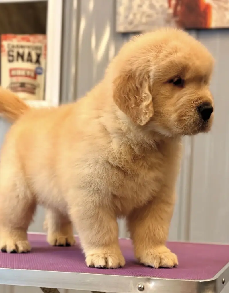 Golden Retriever Microchipped Pedigree Puppy — photo 3