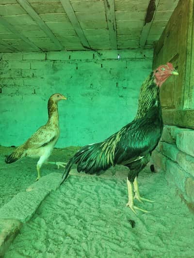 Aseel Pair