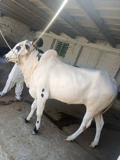 Fatehjangi Bull for sale 03170528377 call and Whatsapp