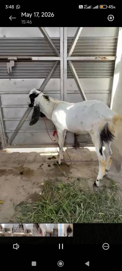 do dant bakra