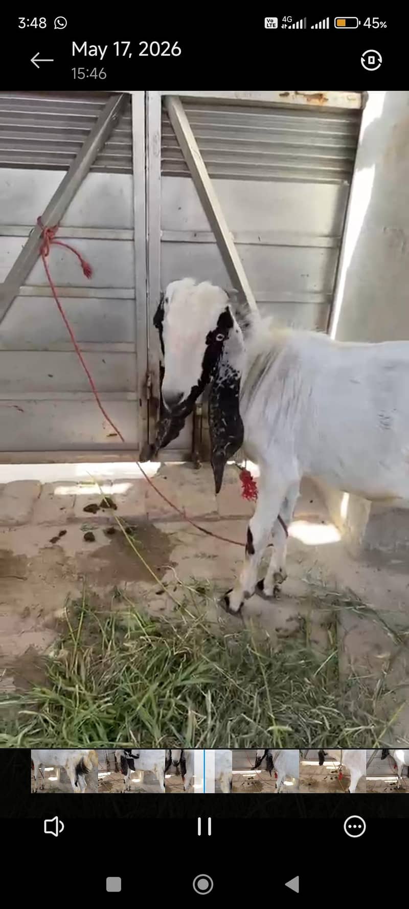 do dant bakra 1