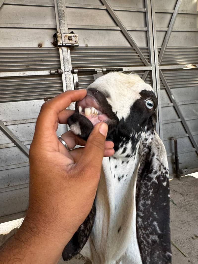 do dant bakra 2