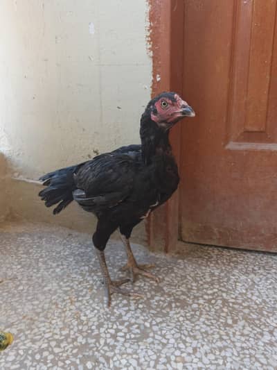 mushki makoi lassani madi high quality hen