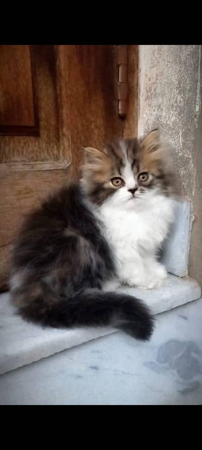 calico kittens|triple Coated|Piki Face kittens /cute|scotish fold/peki
