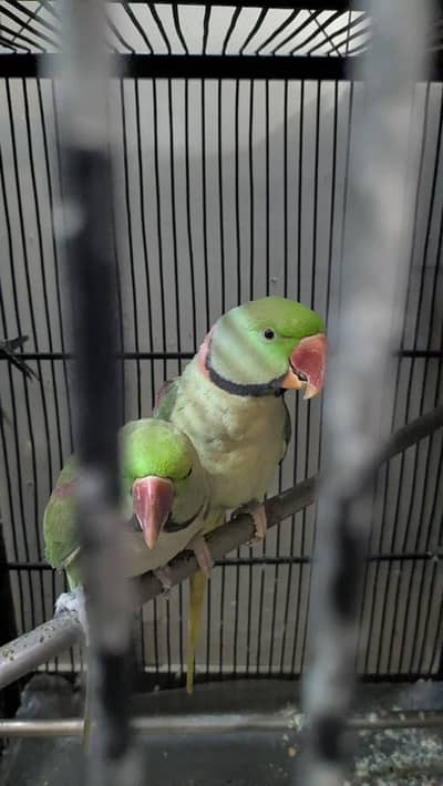 Raw parrot kashmiri