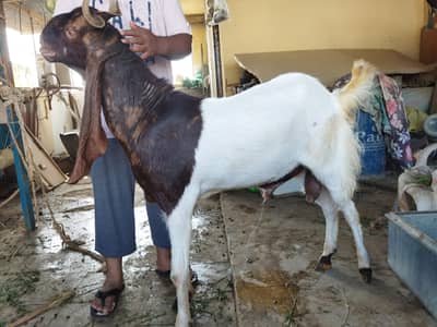 Kamori breed male goat