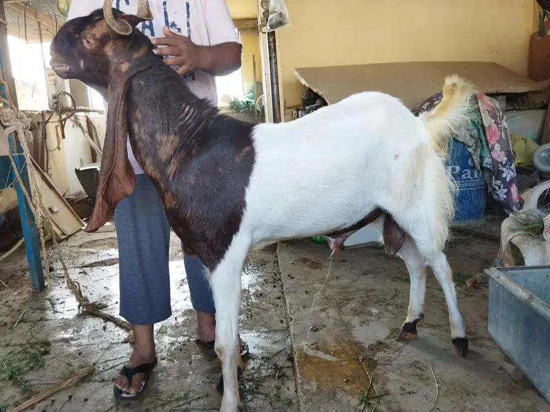Kamori breedar male goat