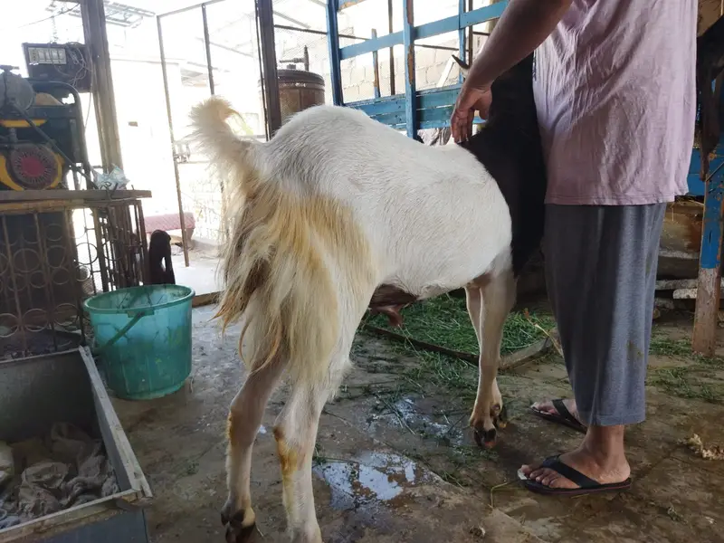 Kamori breedar male goat — photo 2