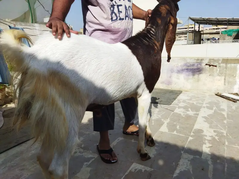 Kamori breedar male goat — photo 3