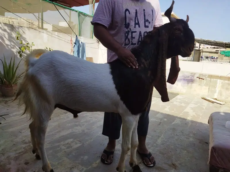 Kamori breedar male goat — photo 4