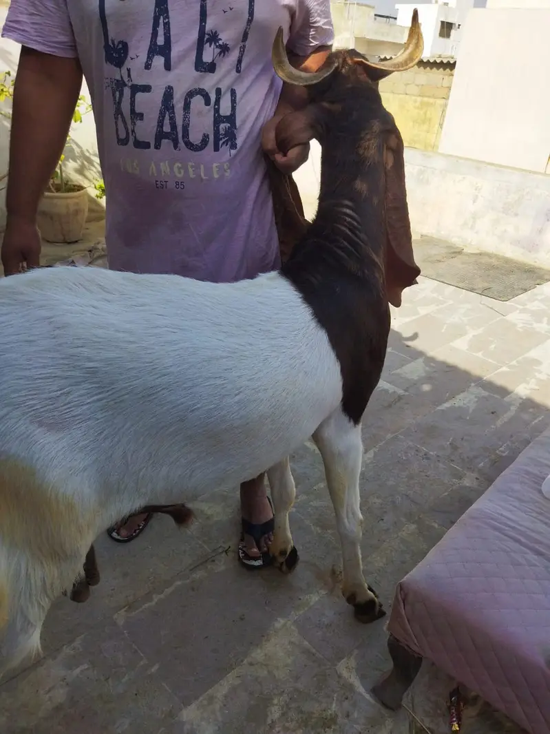 Kamori breedar male goat — photo 5