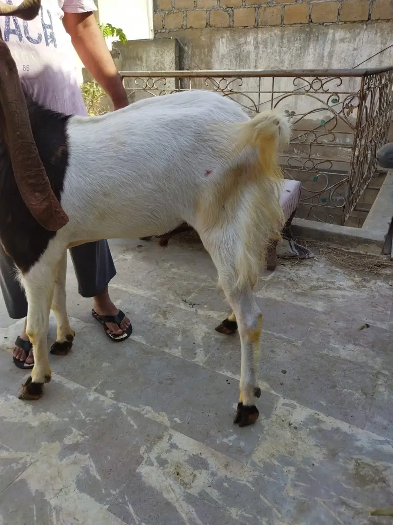 Kamori breedar male goat — photo 6