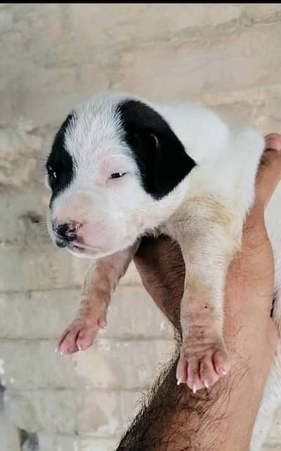 bully  gultair male puppy available for sale