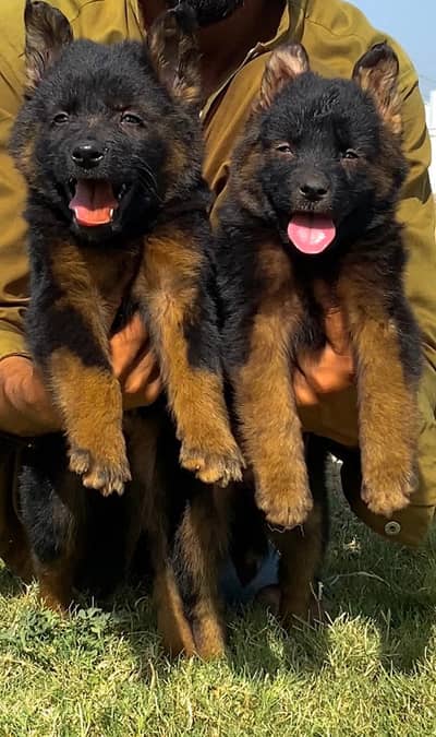 German Shepherd puppies for sale