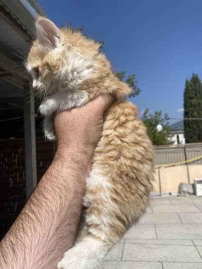 Persian triple coated male and femal kitten