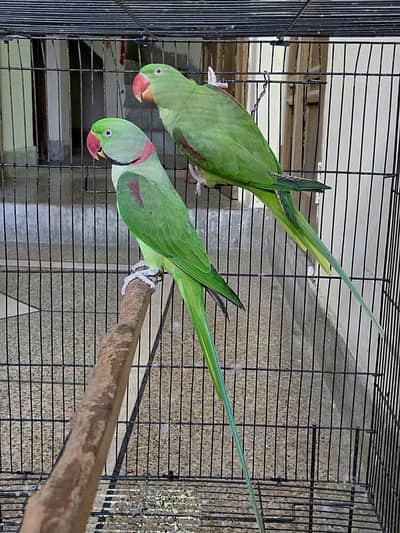 Talking Raw Parrot Pair for Sale | Female Hand Tame