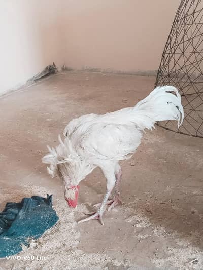 Heera Male / Heera Aseel Male for sale /Aseel
