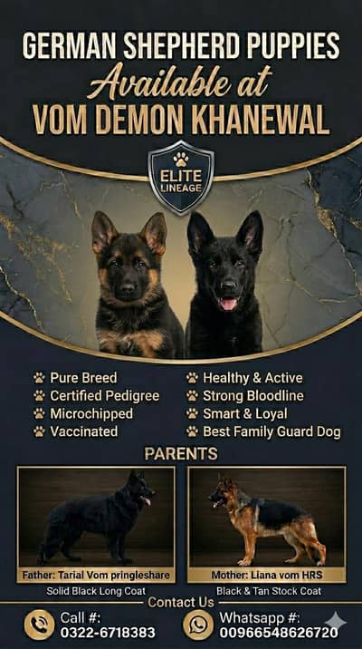 German Shepherd GSD puppies