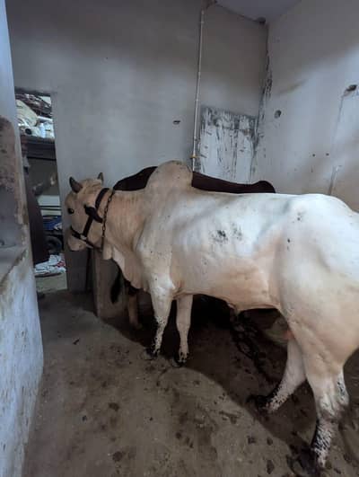 cow qurbani 2026