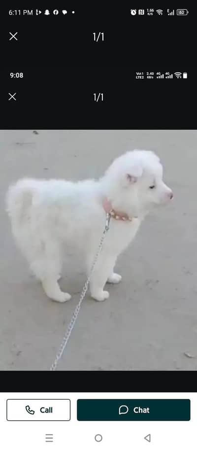 Russian dog Male pure white for sale